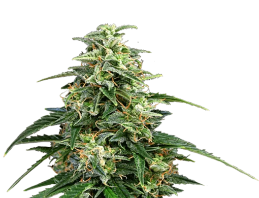 Amnesia Gea Seeds