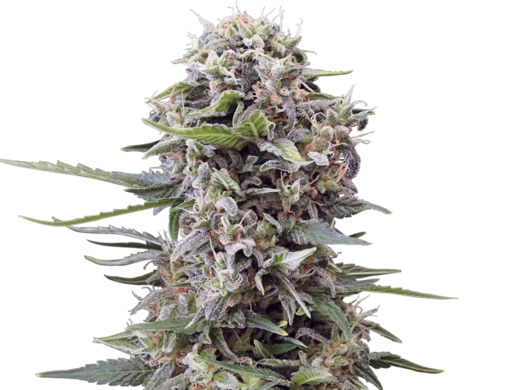 Autocheese Gea Seeds